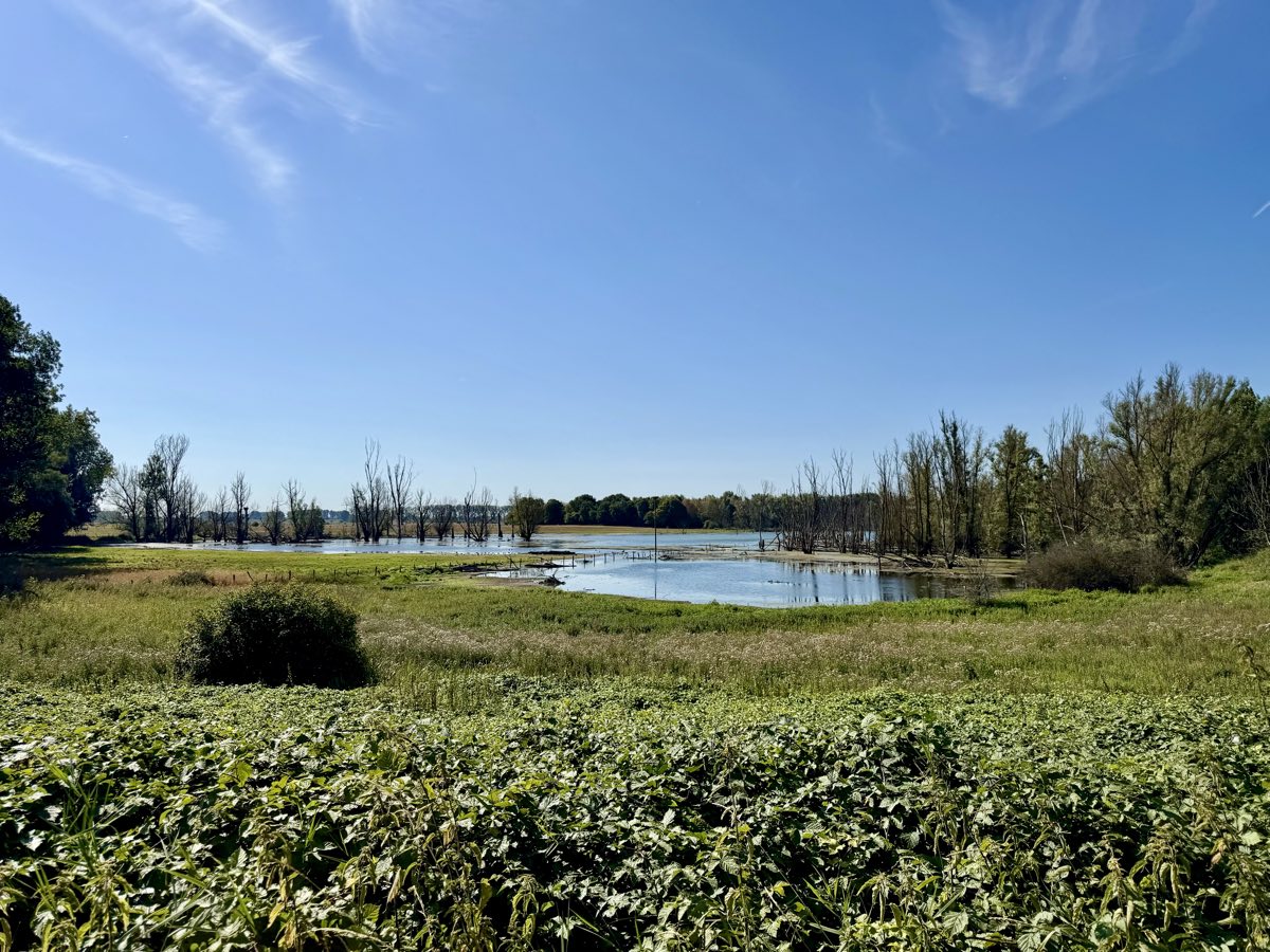 Floodplain landscape of the Bislicher Insel nature reserve near Xanten – water and meadows